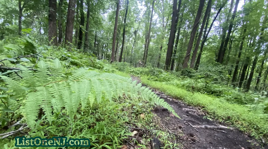 edith stevens nature park in edison new jersey